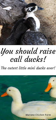 call ducks as pets