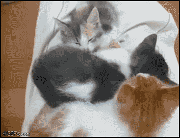 Funny cats - part 119 (40 pics + 10 gifs), cat gifs