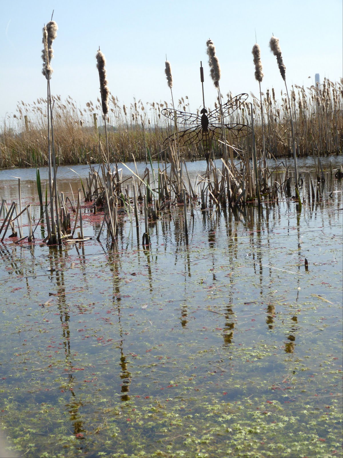 Fake Bull Rushes Young birders: April 2011