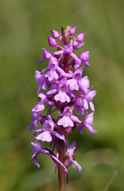 Chalk Fragrant Orchid - Hampshire