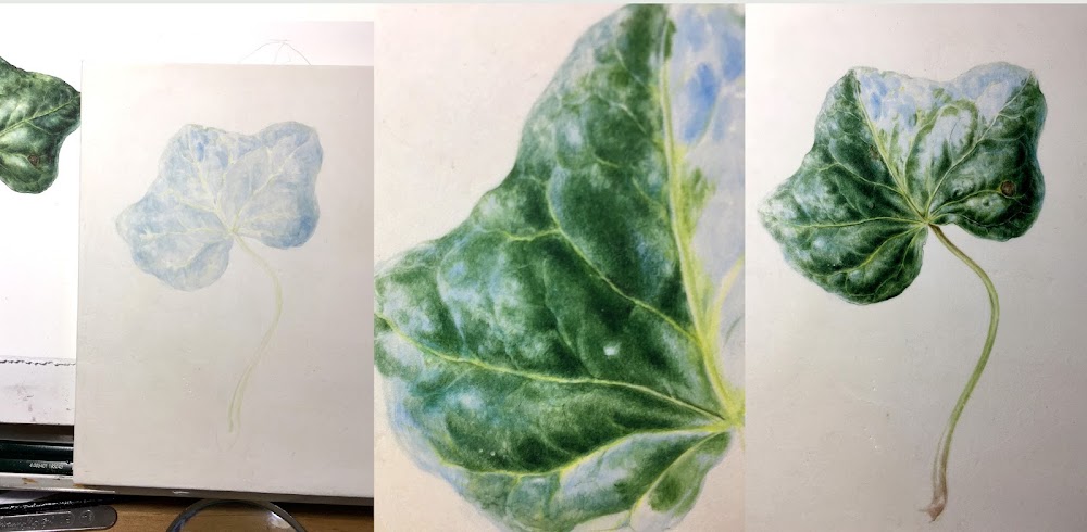 Painting process ivy Process of painting and ivy leaf on vellum in stages