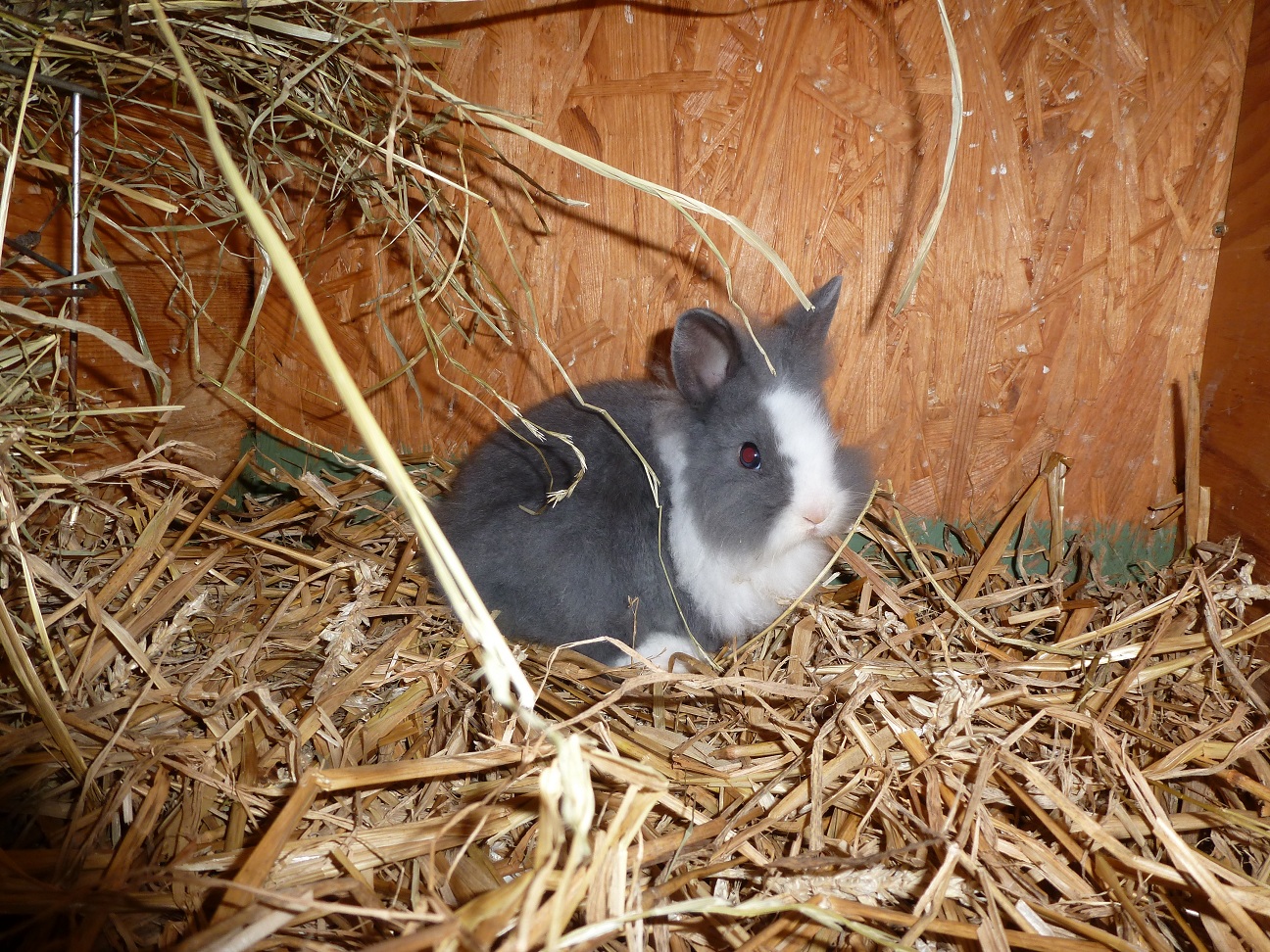 Bis Wieviel Grad Können Zwergkaninchen Draußen Bleiben Kleine Hobbyzucht von Zwergkaninchen - Farbenzwerge, Löwenköpfchen