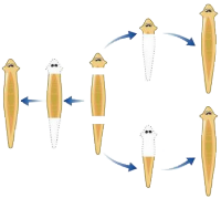 Perkembangbiakan Organisme