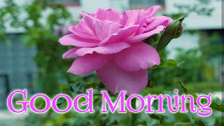 good morning good morning