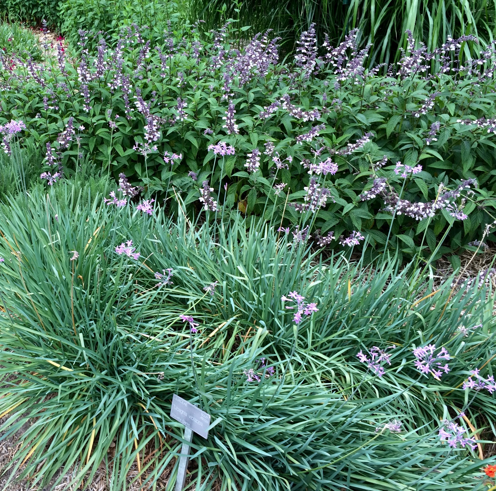 Want to Grow and Eat Garlic Without the Bad Breath? Our Permaculture Life