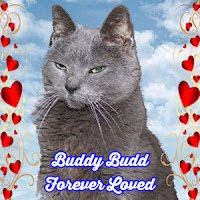 Buddy Budd