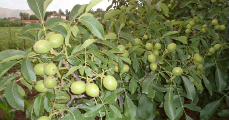 Karsu Organik Cevizler Icin Solucan Gubresi