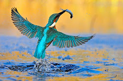 kingfisher bird birds flying water beauty king kingfishers flight fisher facts fish feathers animal pretty fishing