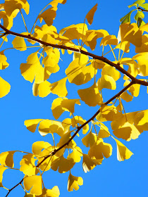 Maidenhair tree Ginkgo biloba autumn leaves Mount Pleasant Cemetery by garden muses-not another Toronto gardening blog
