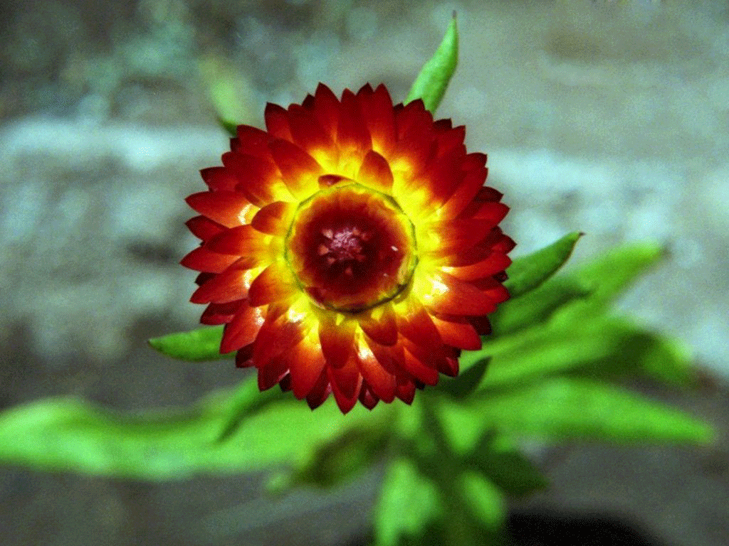 Best Straw flower Okay Wallpaper