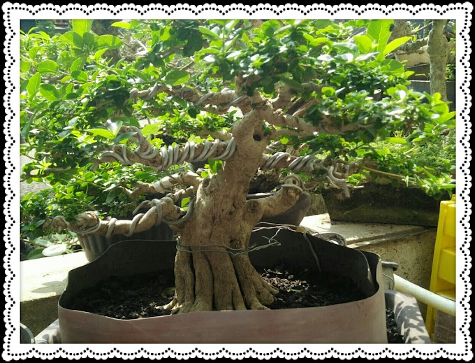 Mengenal & Cara Merawat Bonsai Sancang