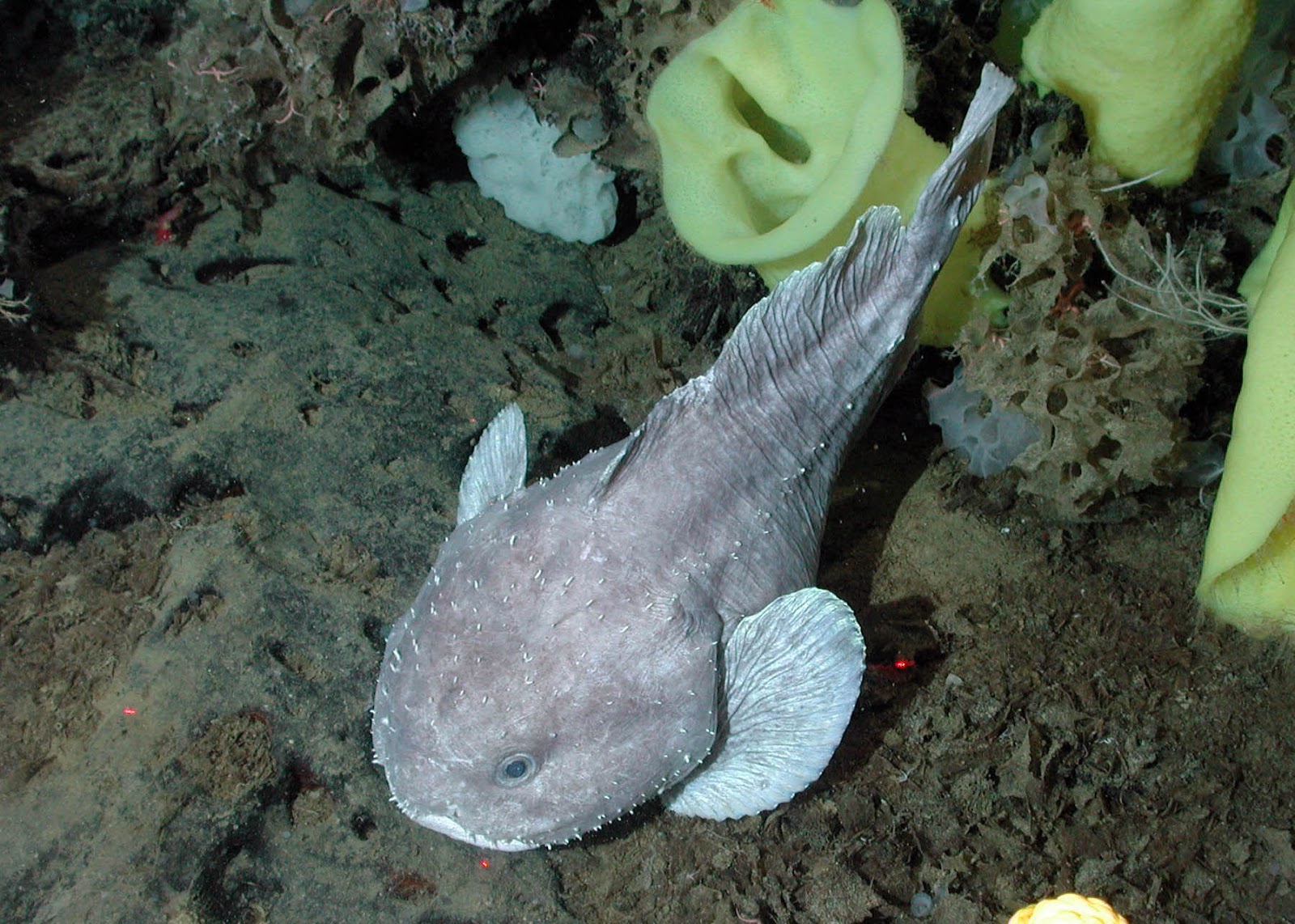 魚 ブサイク 深海