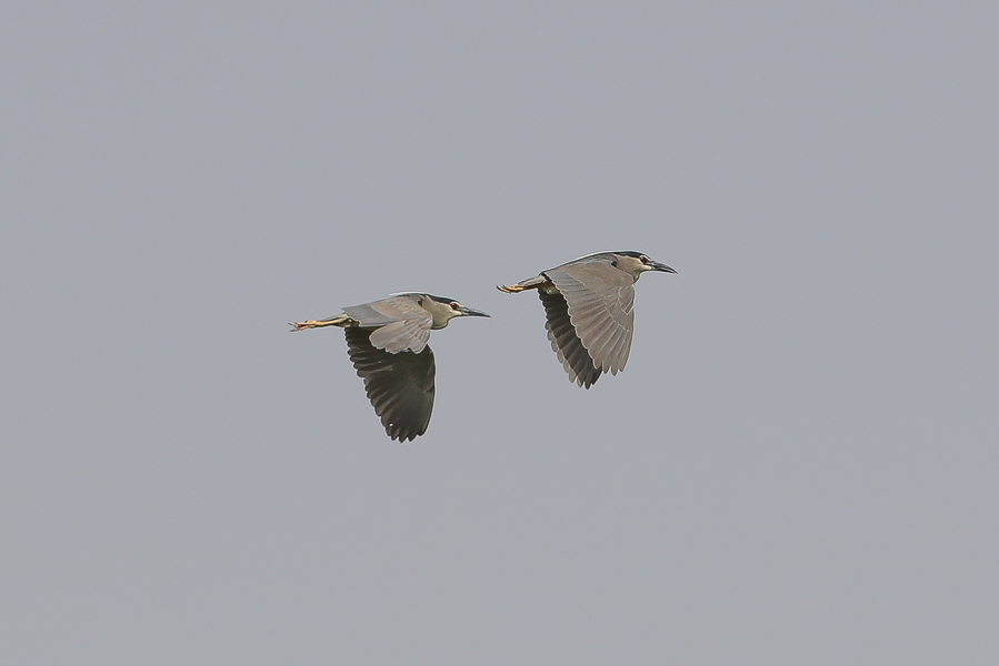 Collared Pratincole and other interesting birds Black crowned Night Heron