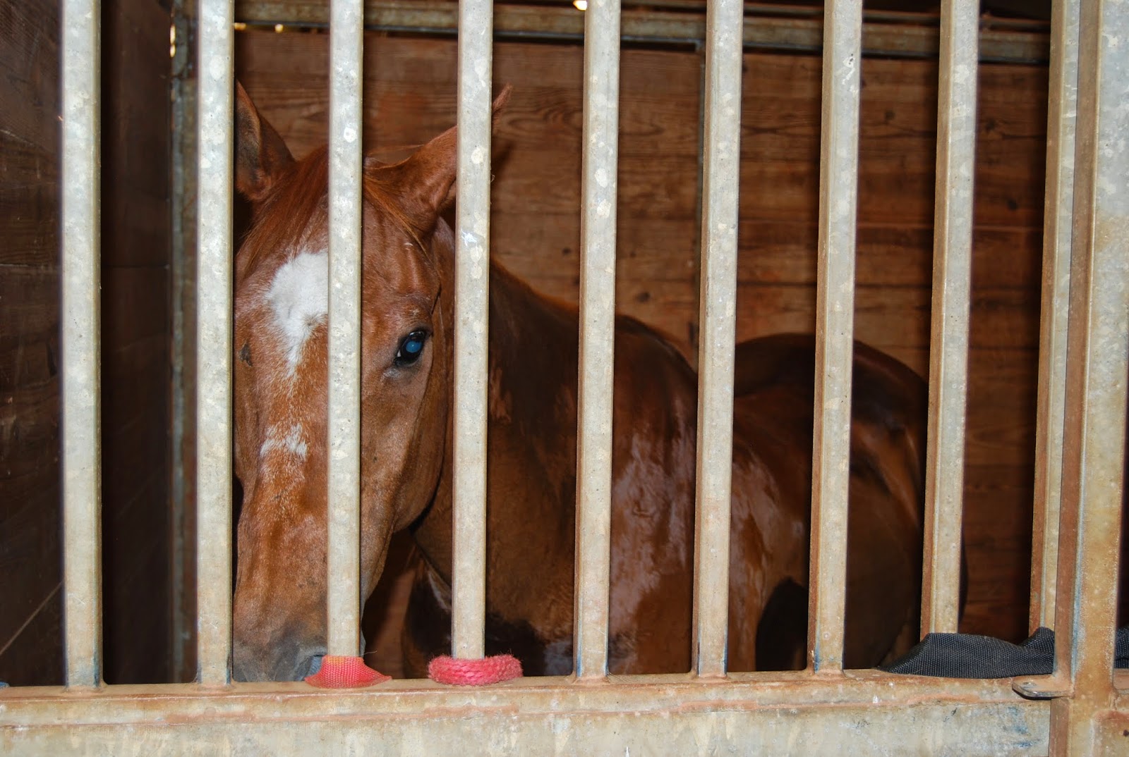 Straight from the Horse's Mouth 5 Ways to Cure Stall Boredom