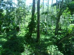 hutan indonesia