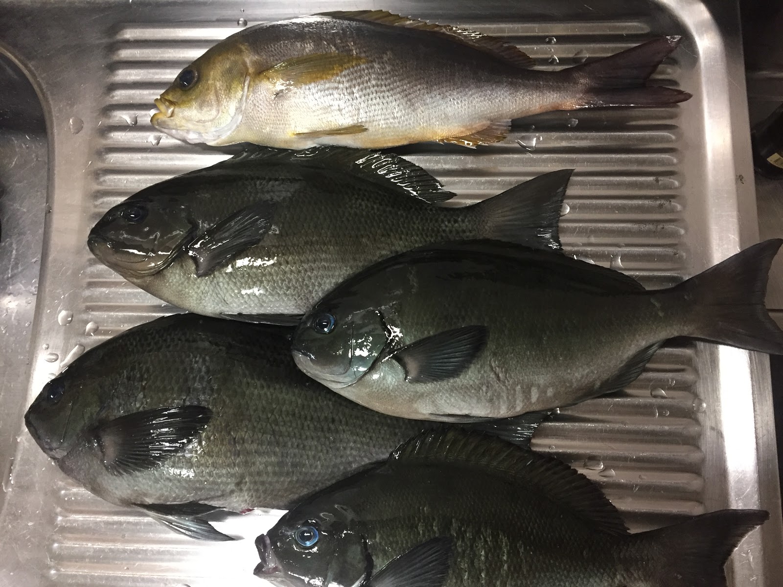 Ei Log 海正丸 シマアジ釣り Vol 5 良型シマアジは小型の群れの周りにひそむ