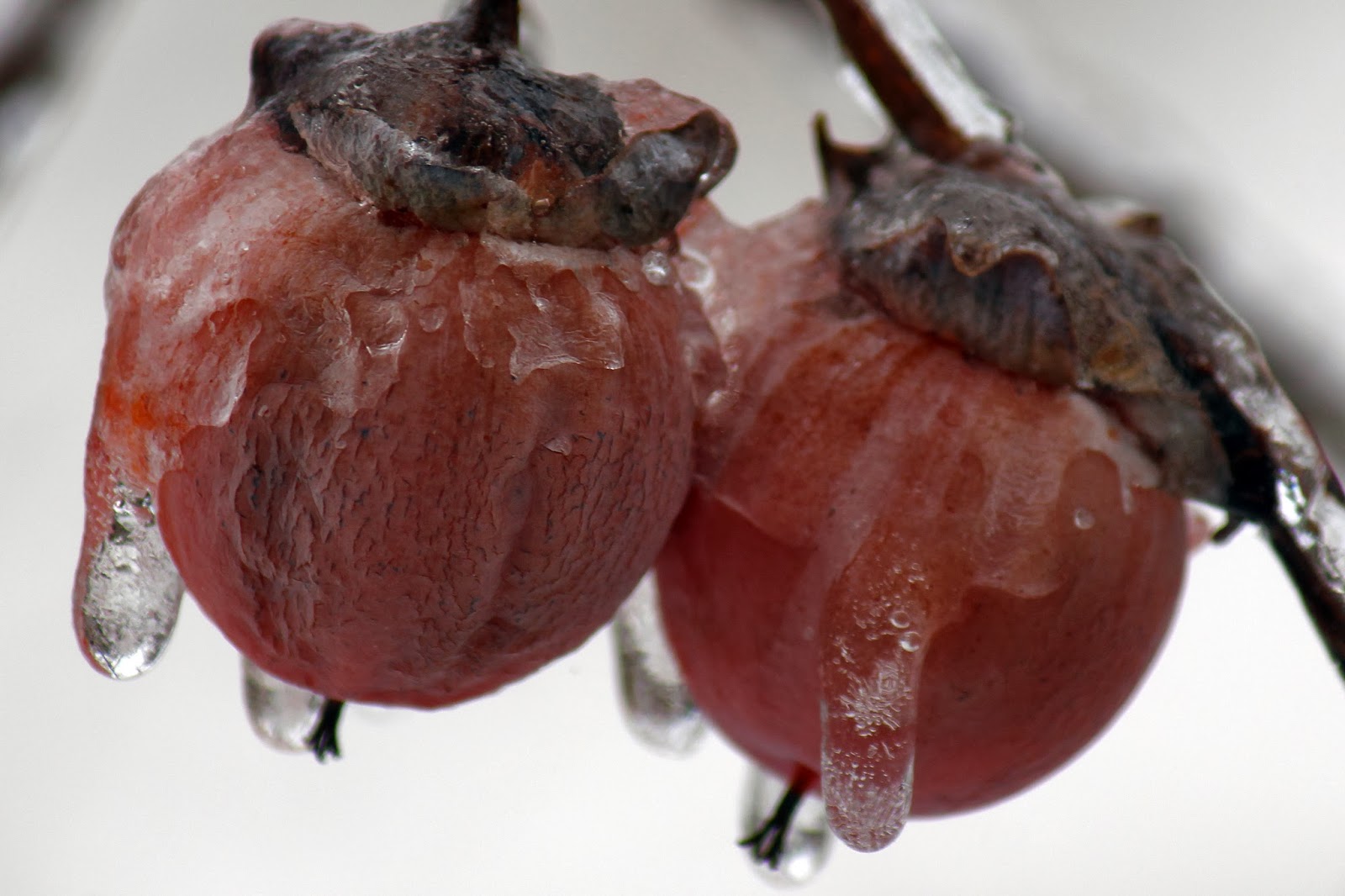 Great Trinity Forest In Deep Freeze — Winter Forecasting With Persimmons