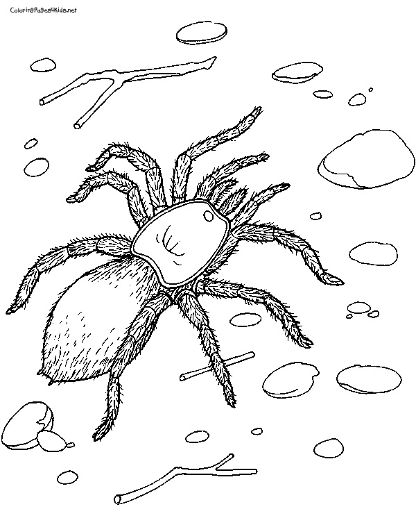 Desenhos de Tarantulas para Colorir
