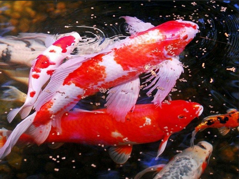 Ikan Koi? Ini Dia Perbedaan Koi Lokal dan Impor yang Harus Sobat Tau