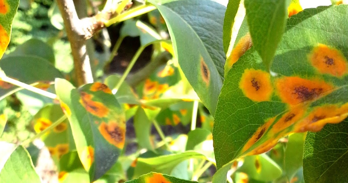 Plaz Ogoniasty W żółto Pomarańczowe Plamy 4 PORY ROKU : Pomarańczowe plamy na liściach gruszy