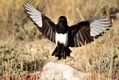 A Dc Birding Blog Loose Feathers 680