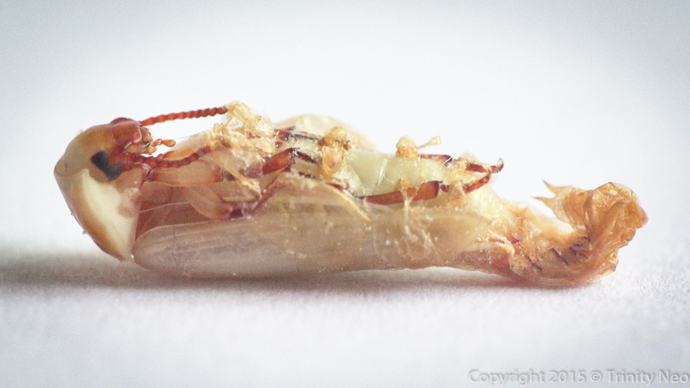 The Art & Science of ME Darkling Beetle Life Cycle