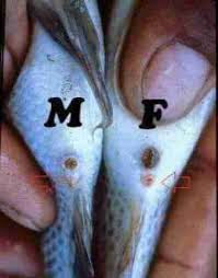 Cara Membedakan Ikan Louhan Jantan dan Betina Cara Membedakan Ikan Louhan Jantan dan Betina