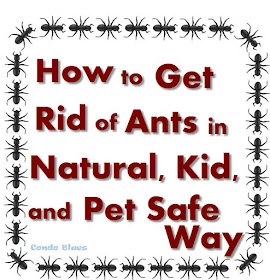 Natural Way To Stop Ants From Coming In The House Natural Way To Stop Ants From Coming In The House