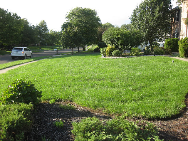 neighborhood with green grass and green trees