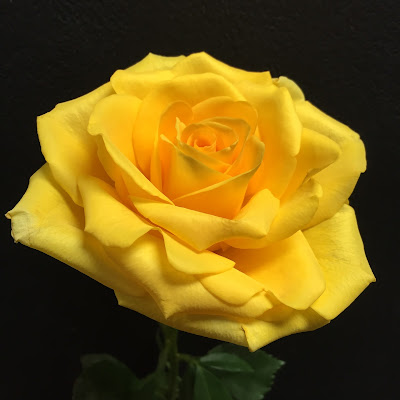 Yellow Rose at Stein Your Florist Co.