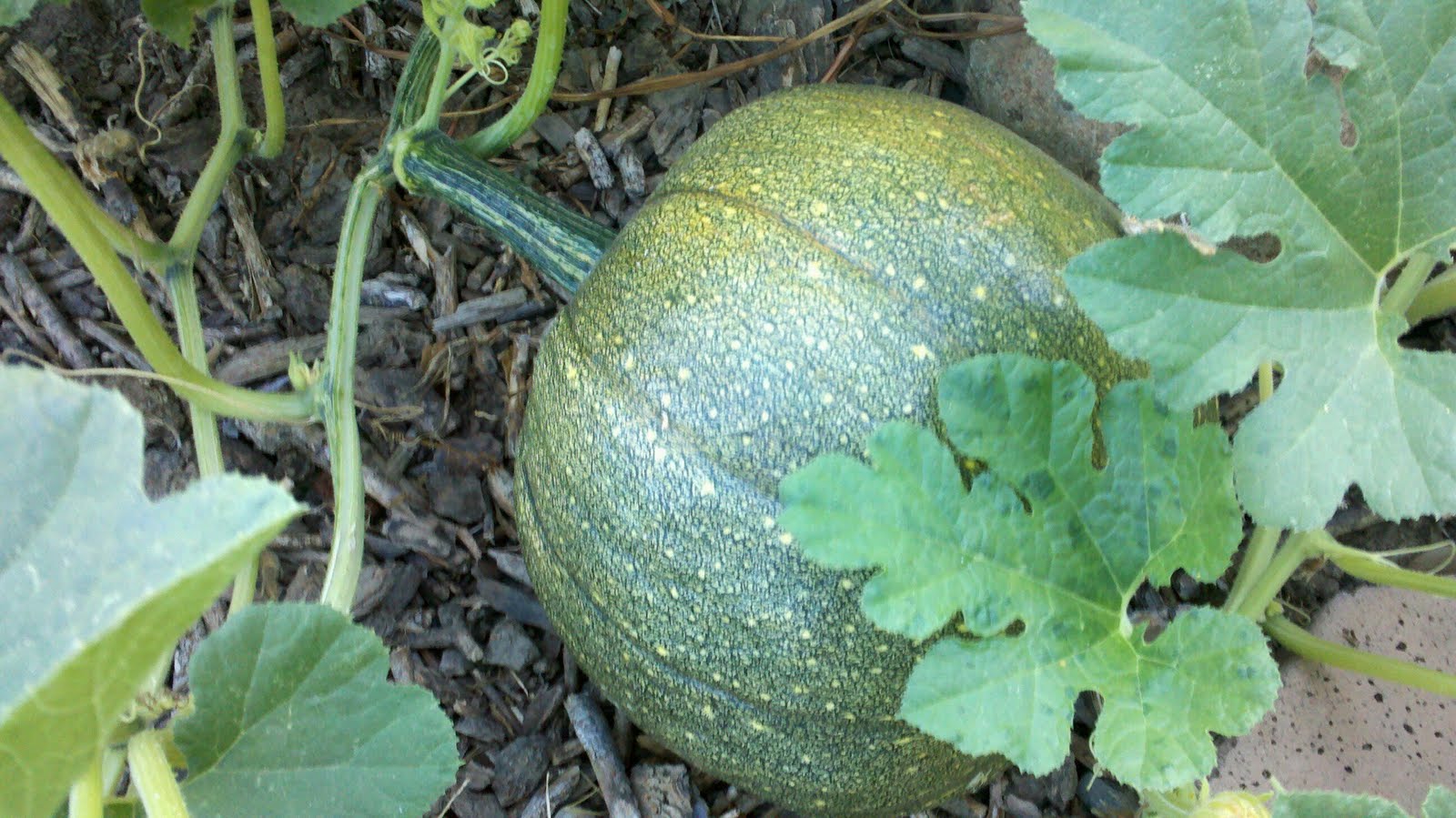 Jenn's Gardening Spot Edible front yard full of Melons, Squash and