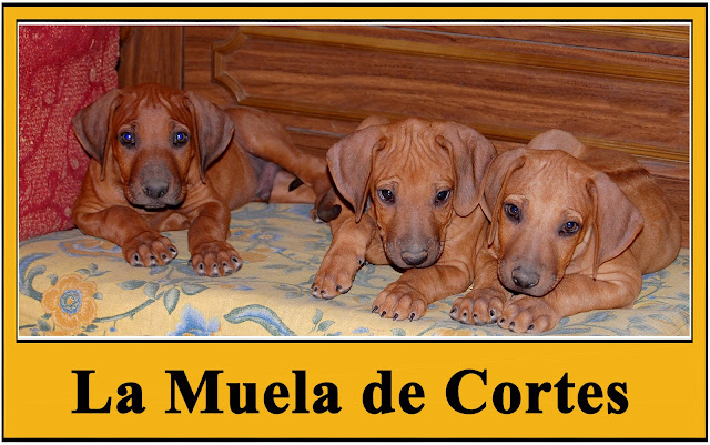 Rhodesian Ridgeback. Cachorros dos meses