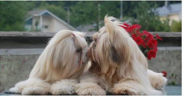 O significado do rabo do shih tzu quando balança