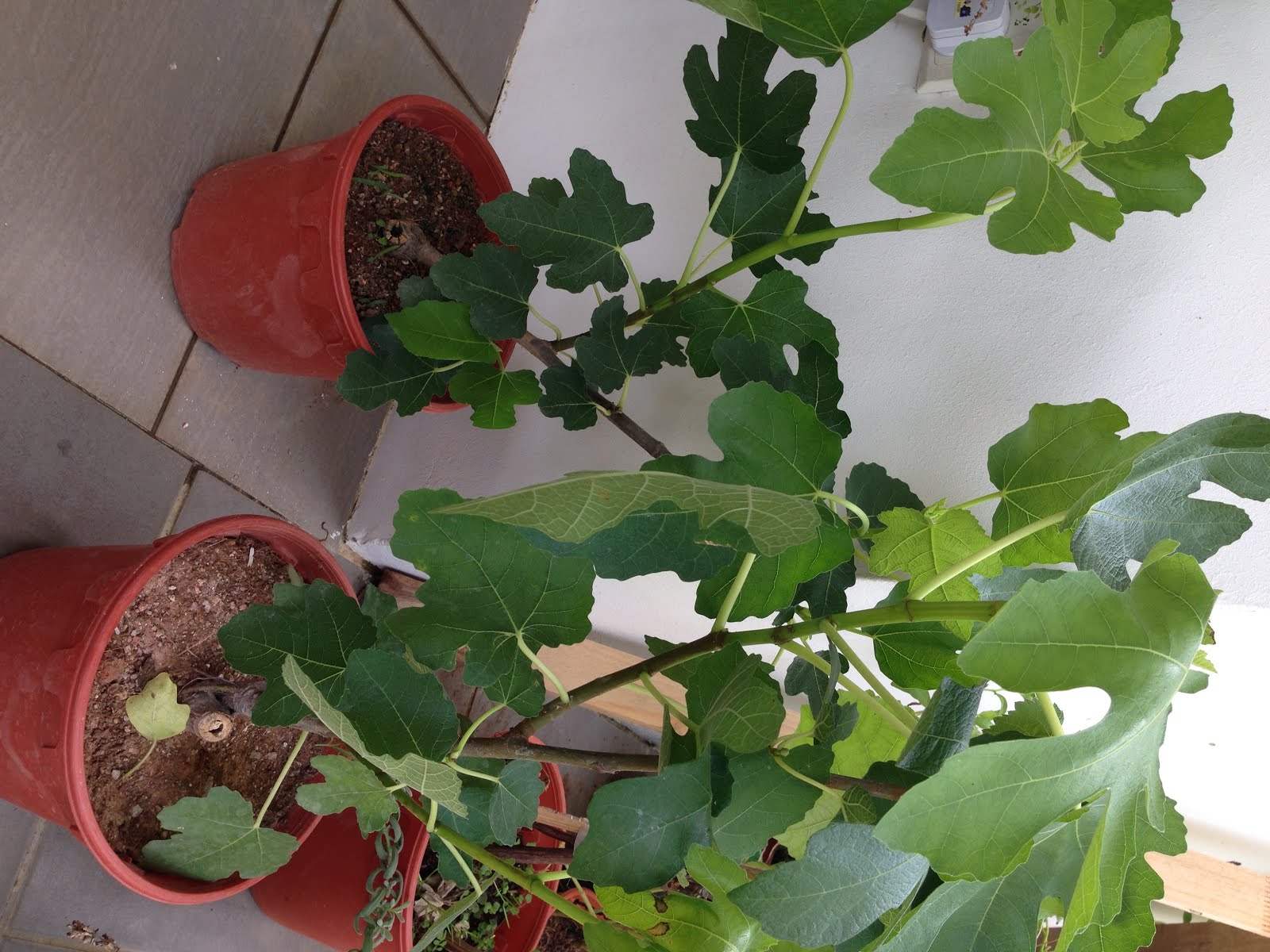 Plants For Sale Fig Tree