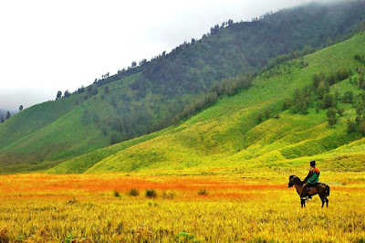 Padang Rumput Savanah Gunung Bromo Padang Rumput Savanah Gunung Bromo