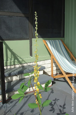 Crotalaria Mucronata Crotalaria Mucronata