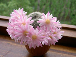 Энергия и магия лекарственных трав: где и как использовать, Энергетические магические и обережные свойства растений: где и как использовать, талисманы и обереги, народные поверья, как очистить дом с помощью растений, http://prazdnichnymir.ru/