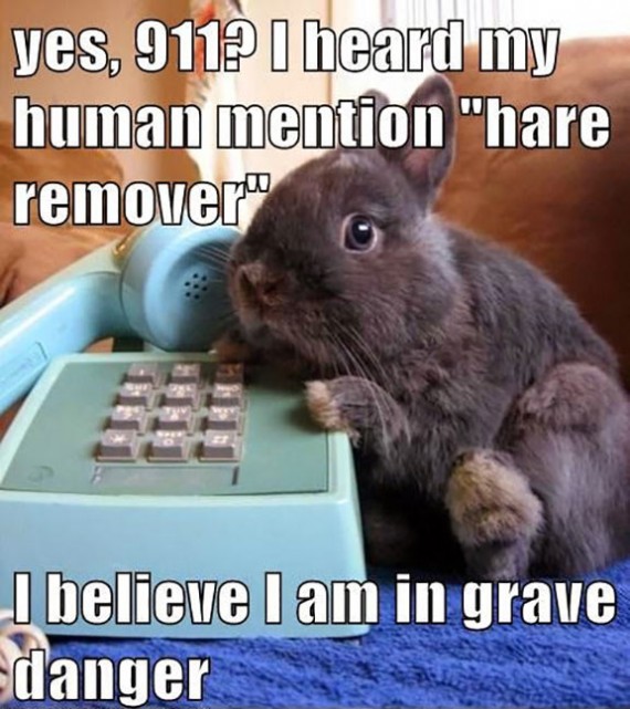 Watch What You Say Around Your Bunny!