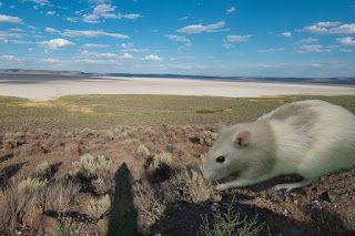 rat in desert
