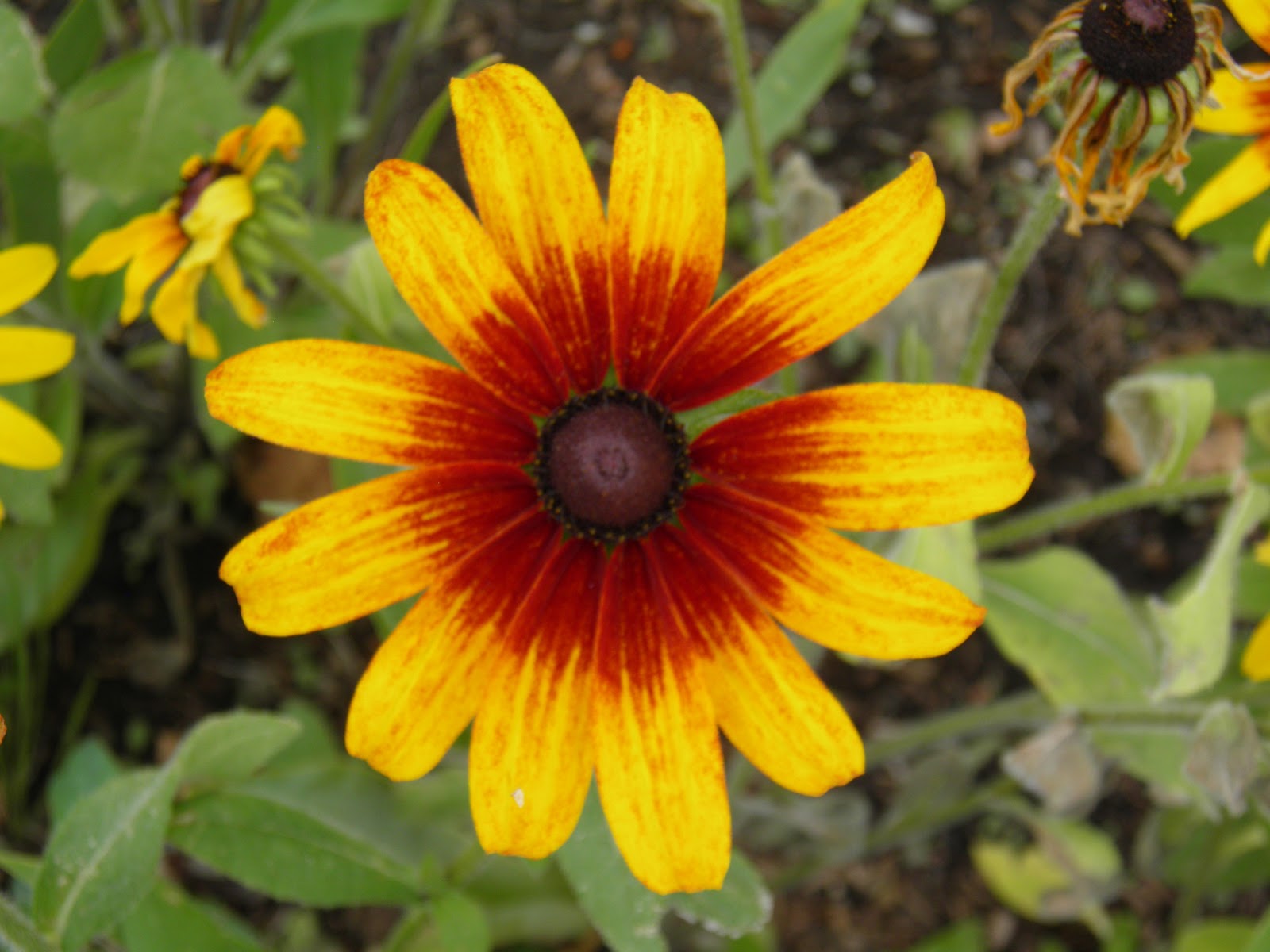 walking flagstaff walk to post office