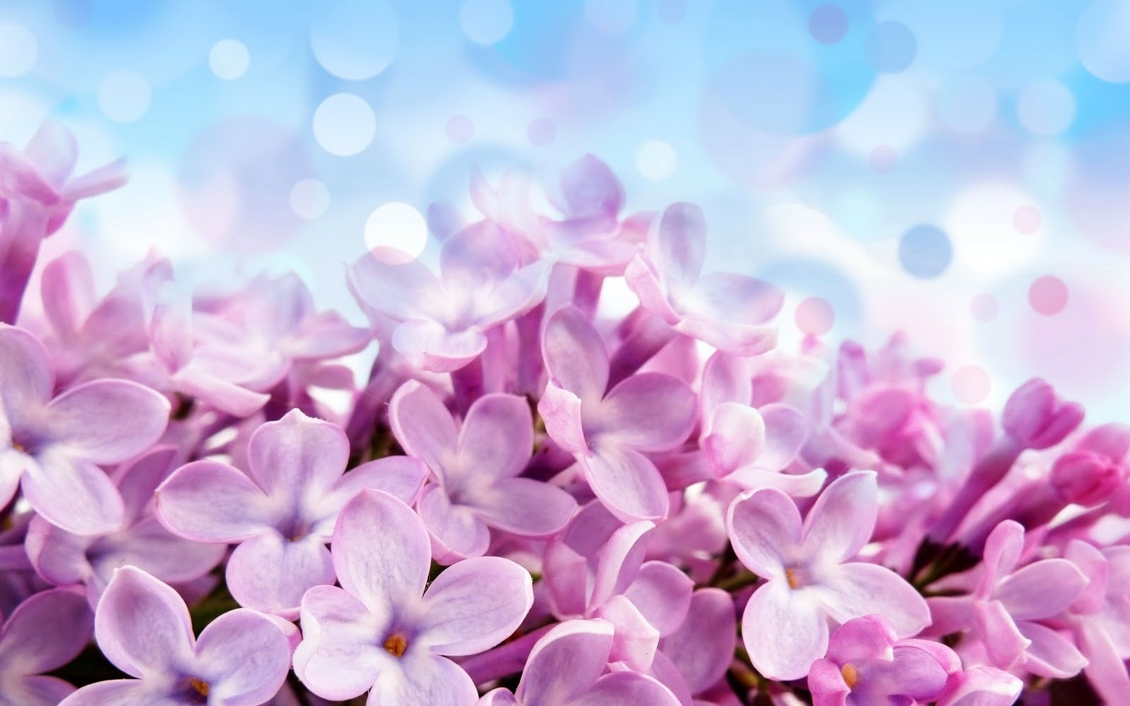 Purple Lilac Flowers Amazing Macro HD Love Wallpaper ...