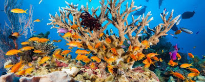 Rifiuti plastica causano mallatie barriere coralline