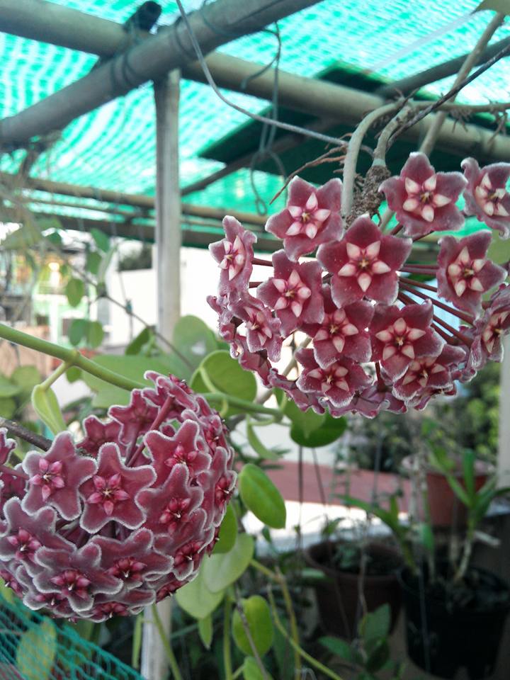 Хойя индонезия 001 Хойя индонезия 001