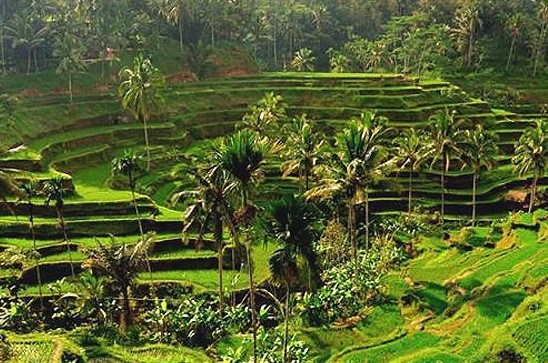 Pesona Keindahan Wisata Ceking Rice Terrace Di Tegalalang Gianyar Bali Ihategreenjello