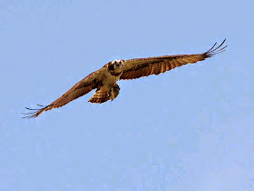 flying osprey, looking at camera