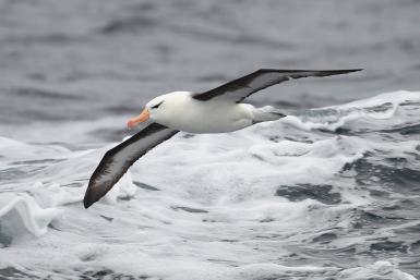 Kekalcantik Sihat Burung Yang Tidur Sambil Terbang