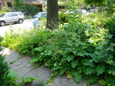 Front garden cleanup Leslieville before Paul Jung Gardening Services