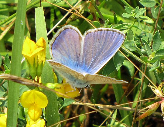 Modraszek ikar (Polyommatus icarus).