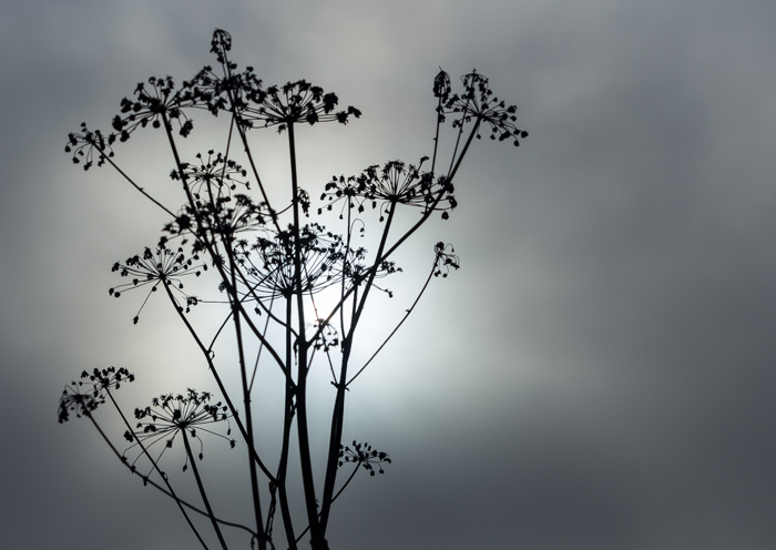 kukka koiranputki putkikasvi talventörröttäjä syksy mv mustavalkoinen mustavalko black and white simple