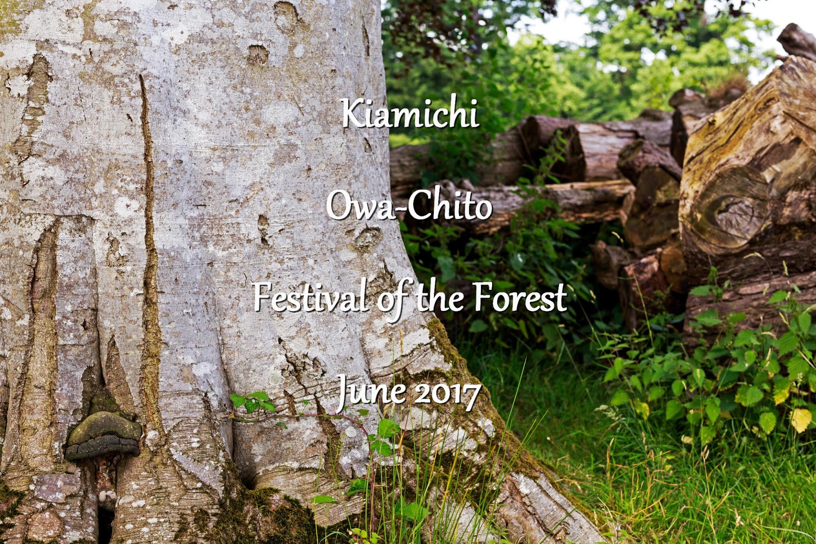 Broken Bow Lake Cabins Beavers Bend Cabin Rentals 45th Annual